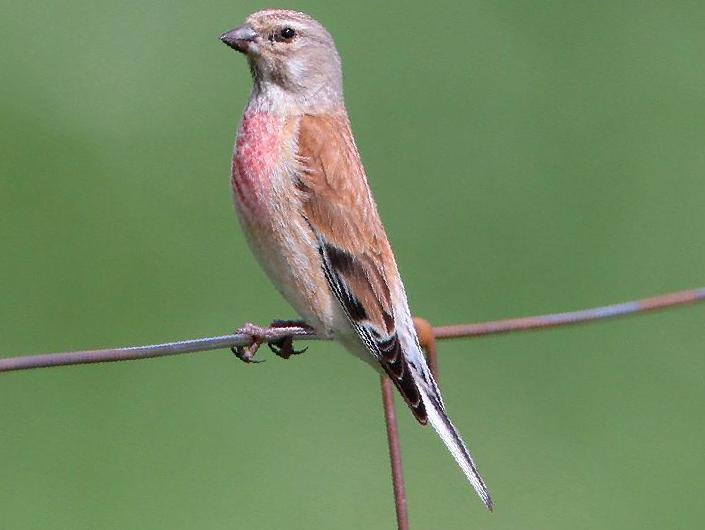 赤胸朱顶雀图片