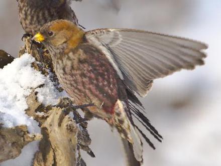 粉红腹岭雀图片