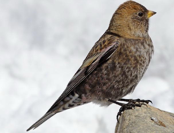 粉红腹岭雀图片