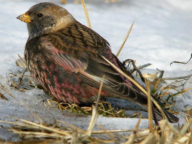 粉红腹岭雀图片
