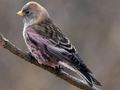 粉红腹岭雀图片