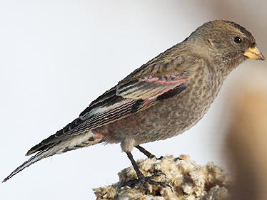 粉红腹岭雀图片