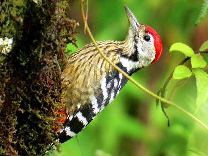 纹胸啄木鸟图片