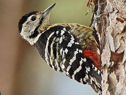 纹胸啄木鸟图片