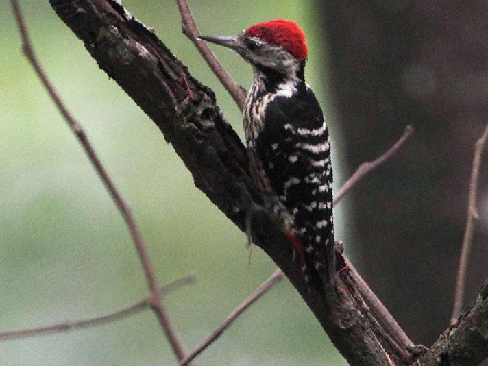 纹胸啄木鸟图片