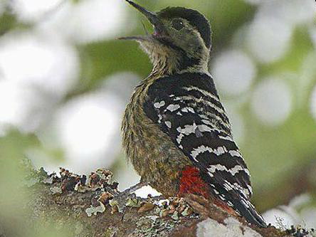 纹胸啄木鸟图片