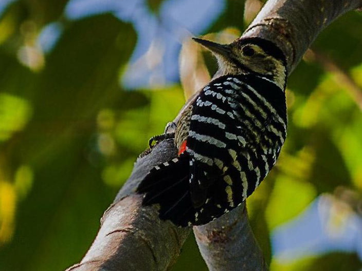 纹胸啄木鸟图片