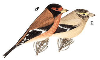 红眉金翅雀