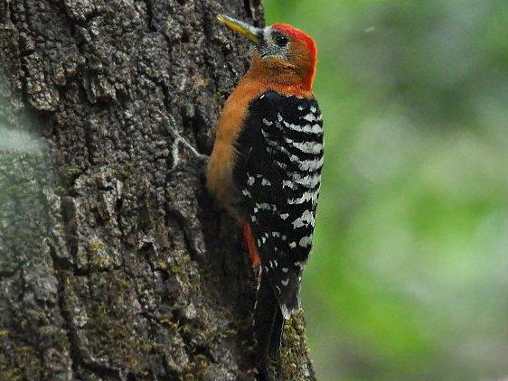 棕腹啄木鸟图片
