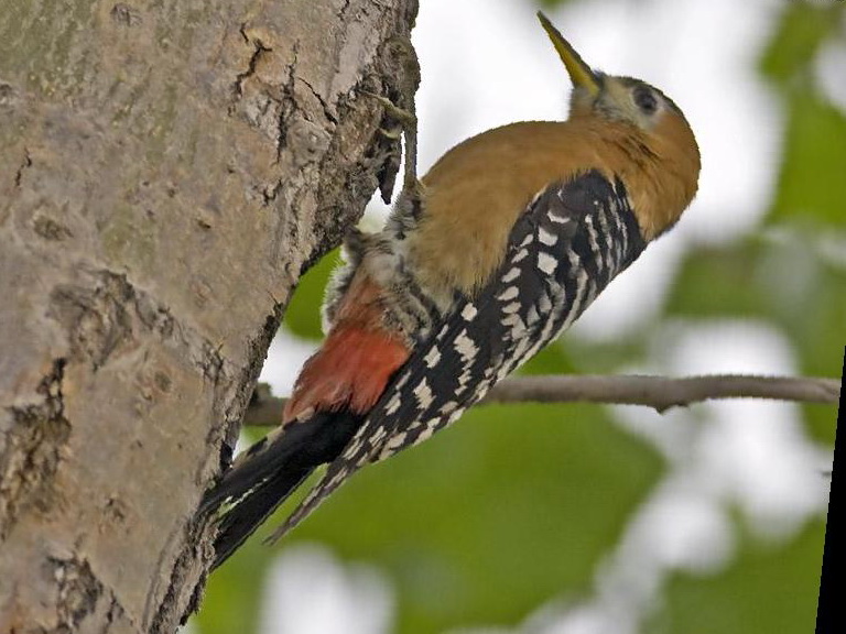 棕腹啄木鸟图片