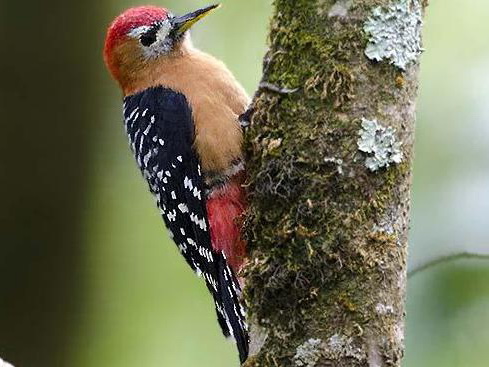 棕腹啄木鸟图片