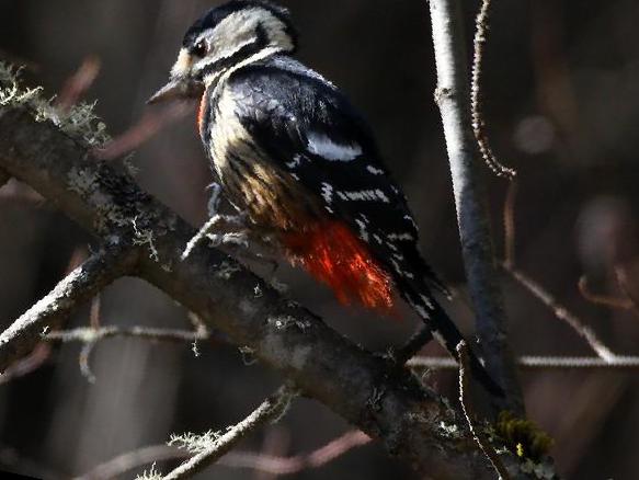 赤胸啄木鸟图片