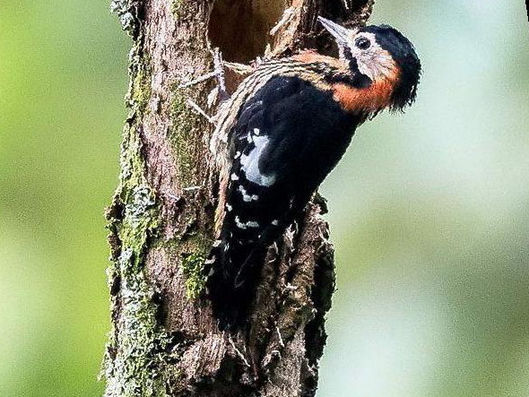 赤胸啄木鸟图片