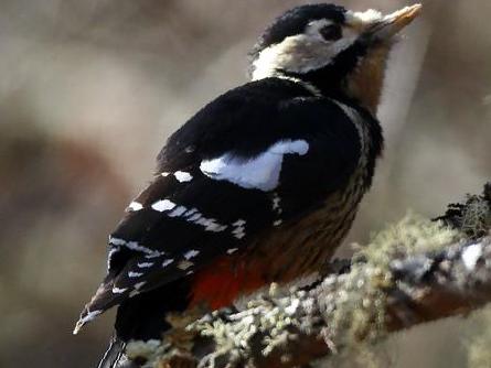 赤胸啄木鸟图片