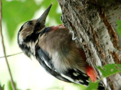 赤胸啄木鸟图片