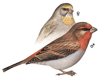 红眉松雀