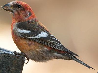 白翅交嘴雀图片