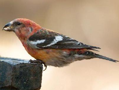 白翅交嘴雀图片