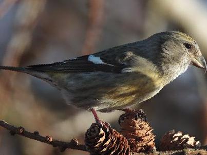 白翅交嘴雀图片