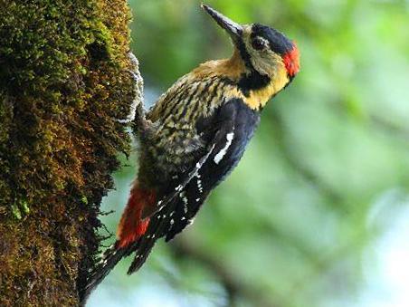 黄颈啄木鸟图片