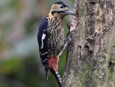 黄颈啄木鸟图片