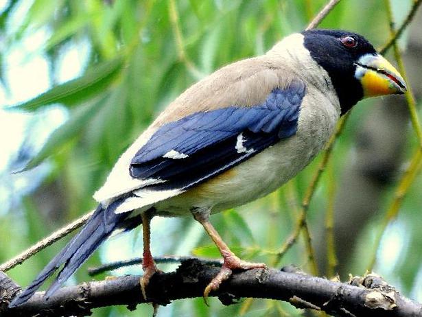 黑尾蜡嘴雀图片