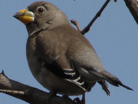 黑尾蜡嘴雀图片