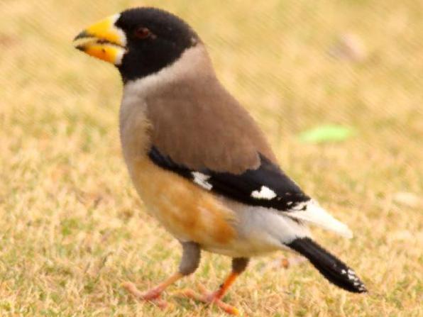 黑尾蜡嘴雀图片