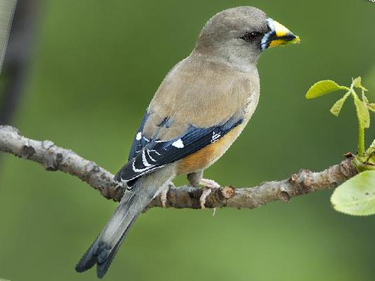 黑尾蜡嘴雀图片