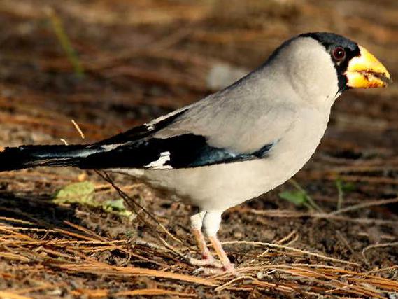 黑头蜡嘴雀图片