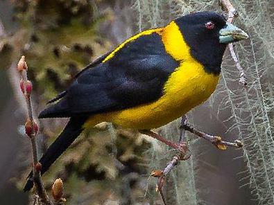 黄颈拟蜡嘴雀图片