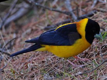 黄颈拟蜡嘴雀图片