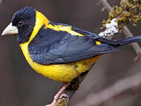 黄颈拟蜡嘴雀图片