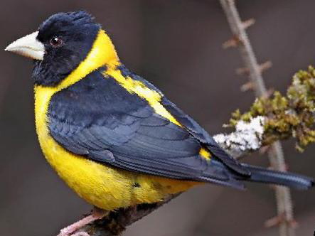 黄颈拟蜡嘴雀图片