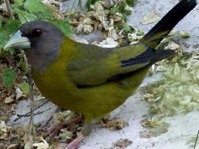 黄颈拟蜡嘴雀图片