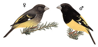 白斑翅拟蜡嘴雀