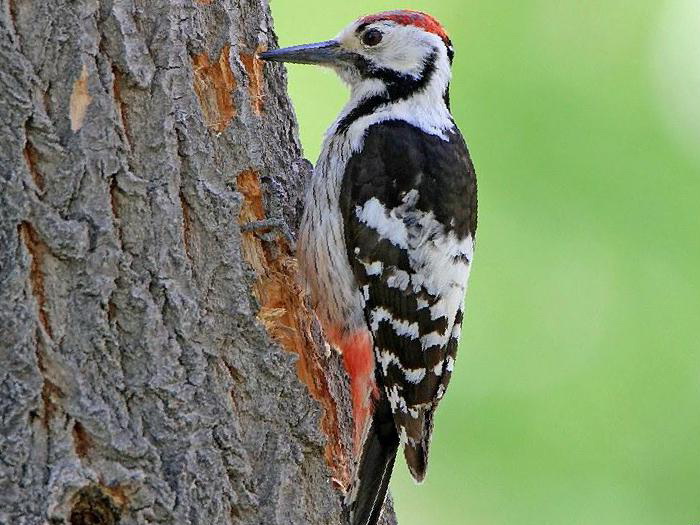 白背啄木鸟图片