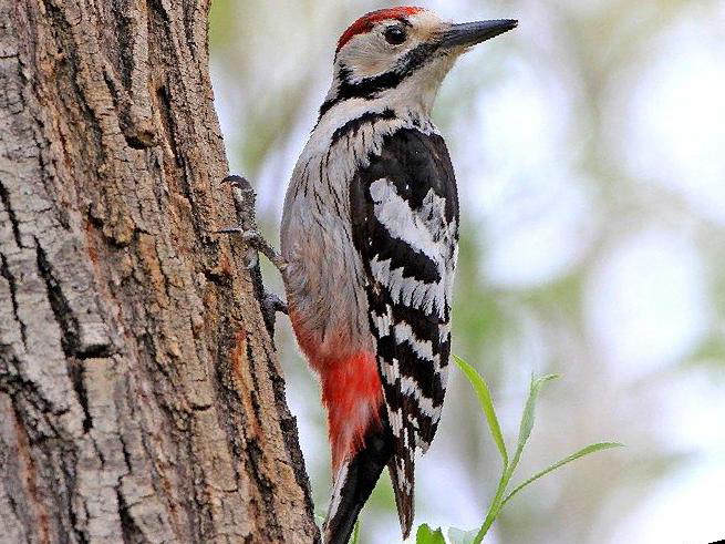 白背啄木鸟图片