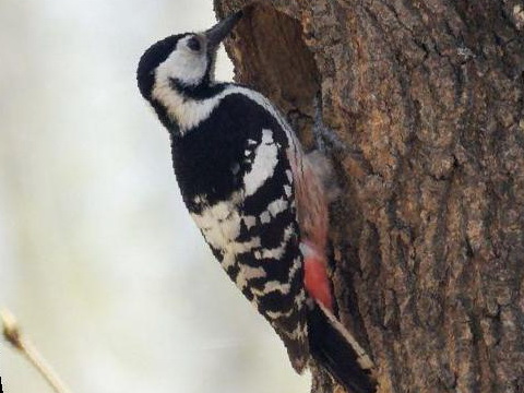白背啄木鸟图片