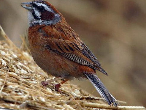 三道眉草鹀图片