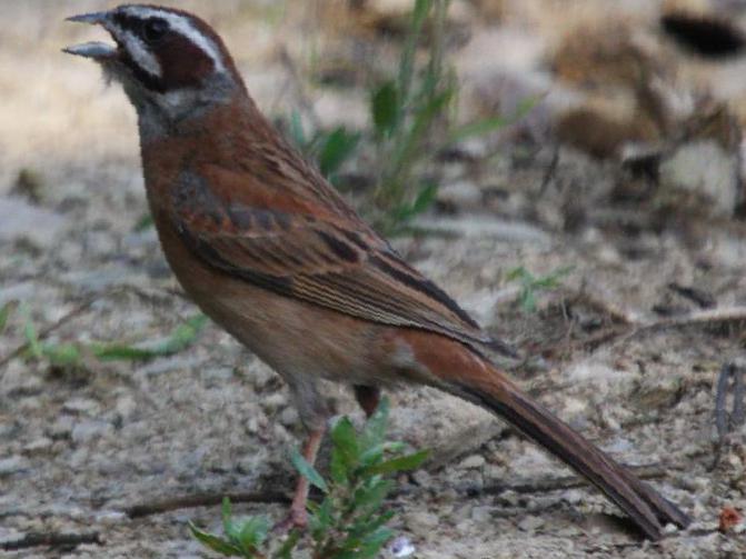 三道眉草鹀图片