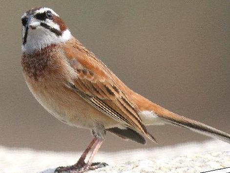 三道眉草鹀图片