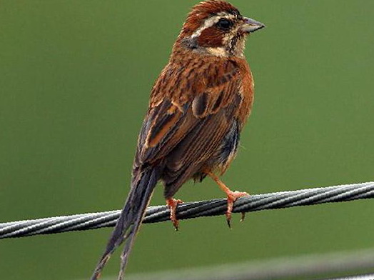 三道眉草鹀图片