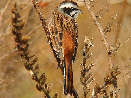 三道眉草鹀图片