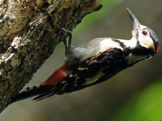 大斑啄木鸟图片