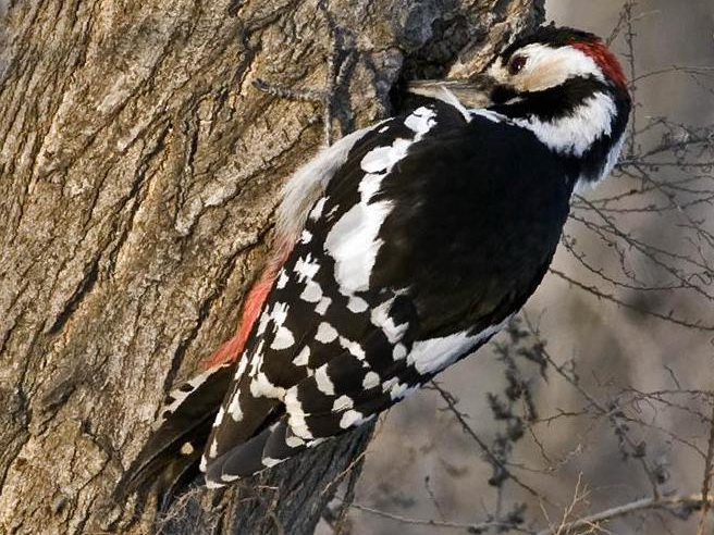 大斑啄木鸟图片