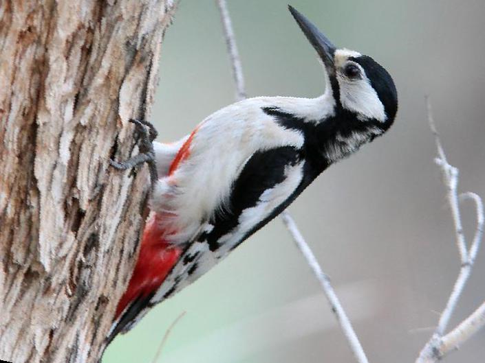 白翅啄木鸟图片