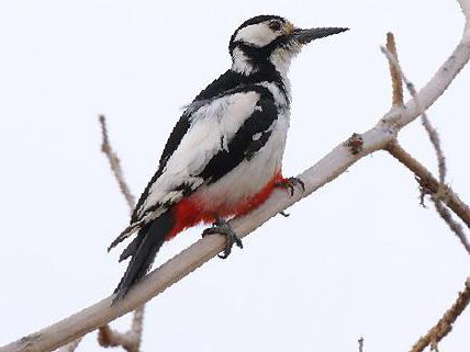 白翅啄木鸟图片