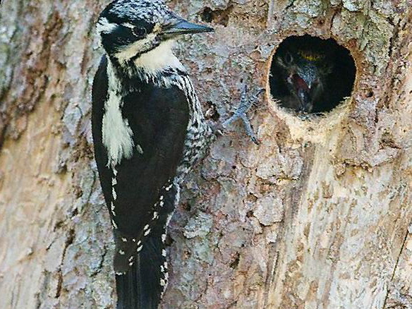 三趾啄木鸟图片