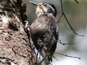 三趾啄木鸟图片